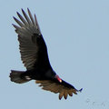 紅頭美洲鷲(Turkey Vulture)