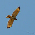 巨翅鵟(Broad-Winged Hawk)
