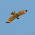 巨翅鵟(Broad-Winged Hawk)