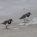 翻石鷸(Ruddy Turnstone)