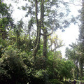 2011植物園005