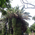 2011植物園006