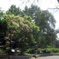 2011植物園008