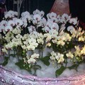 台北花卉展011