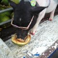 酷豬豬吃椰子