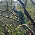 我去木柵動物園