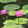 微笑彩俑、史博館、植物園 - 8