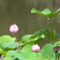 微笑彩俑、史博館、植物園 - 11