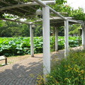 微笑彩俑、史博館、植物園 - 3