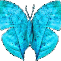蝴蝶 - 2