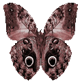 蝴蝶 - 3