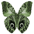 蝴蝶 - 4