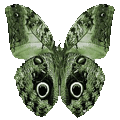 蝴蝶 - 5