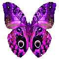蝴蝶 - 1