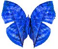 蝴蝶 - 1