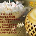 戀戀桐花_多情