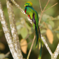 Quetzal
