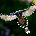 Formosan Magpie 
