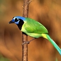 Green Jay
