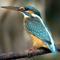 Kingfisher 
