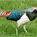 Lady Amherst's Pheasant 
