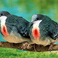 Bleeding Heart Pigeons 
