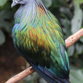 Nicobar Pigeon 
