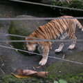 2009.4.14 泉與如子 動物園之遊 - 3