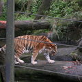 2009.4.14 泉與如子 動物園之遊 - 5