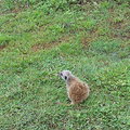 2009.4.14 泉與如子 動物園之遊 - 3