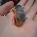 2010 出生的鼠寶寶