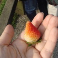 A到的草莓