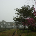 雖是陰雨濛濛景色裡，山櫻花樹還是憑添了一點點豔紅