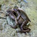 來源:http://flowers.hunternet.com.tw/showthread.php?t=105683  梭德氏赤蛙是臺灣山區數量龐大的族群˙其45度的座姿更是其獨特的招牌動作,蛙類一般都是假性交配˙繁殖期雄蛙緊抱雌蛙使其排卵後體外授精