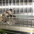 阿喵和阿肥,因為感冒,送回去動物醫院治療.

小橘子和喵喵們被關在一起,和隔壁母貓隔離.