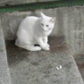 7-11的店貓,正要出門找貓朋友,牠常去找檳榔攤的皮皮,還有張老先生家的小花貓.
