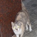 台北-南京西路-彰化銀行的貓