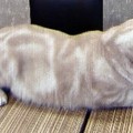 2010-7-24元氣貓
