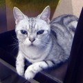 2010-7-24元氣貓