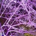 紫樹