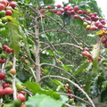  咖啡豆