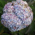 繡球花~~不同養分 花朵顏色各異
