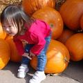 Pumpkin Patch - 1