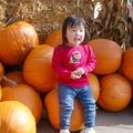 Pumpkin Patch - 1