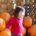 Pumpkin Patch - 1