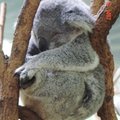 無尾熊一天要睡上十八小時，由於他們的指尖構造等別，能讓它們即便在樹上熟睡也不會掉下來．