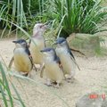 澳洲小企鵝