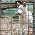 它不是你家隔壁的小白哦～
它也是澳洲的國寶之一～丁狗．據說它一躍可跳至兩公尺的高度，所以它是園內少數有加蓋屋頂的動物之一．
一般的小白是辦不到的啦～