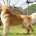 我的可愛狗狗集錦 - 4
