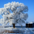 雪景4